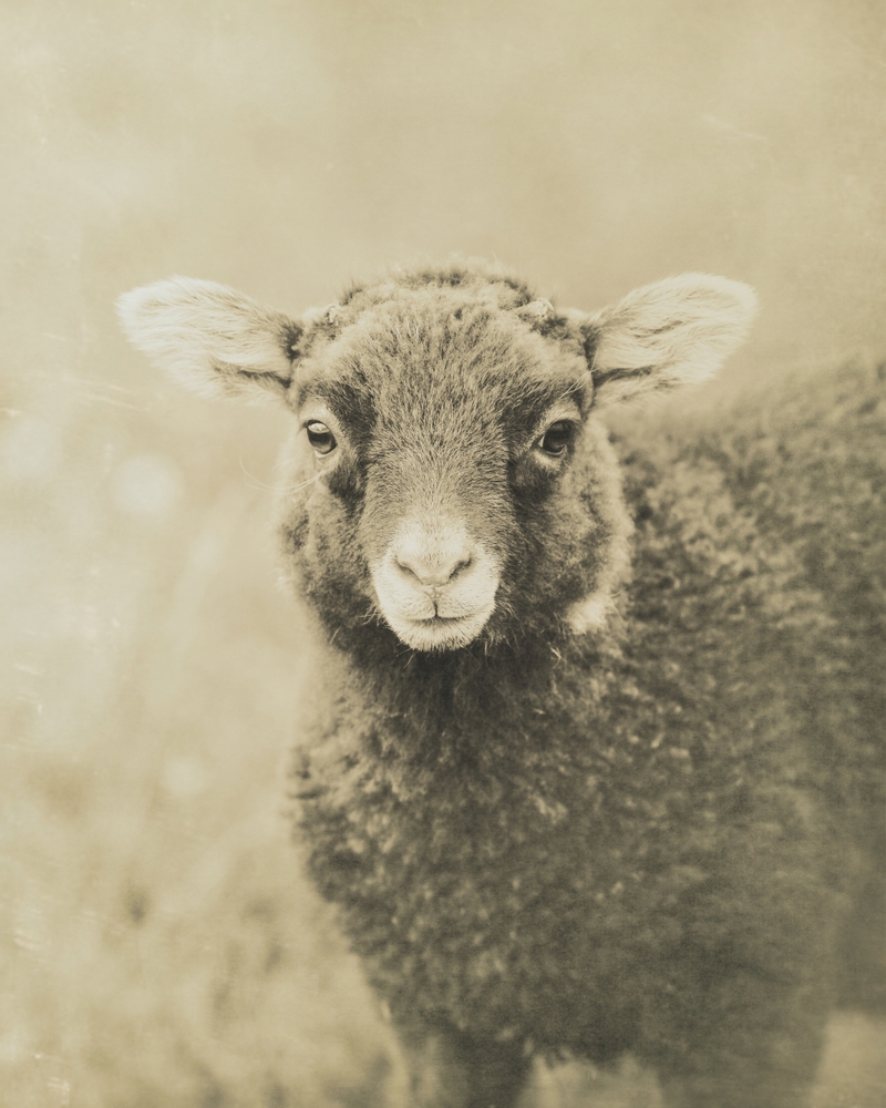Little Lamb Framed Art Print by Christina Lynn Williams - Conservation Natural - MEDIUM (Gallery)-22x22 - Image 1
