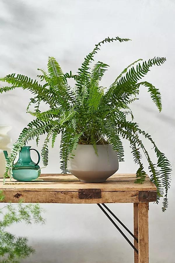 Kimberly Fern, Grey Colored Clay Pot - Image 0