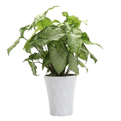 Live White Butterfly Plant - Image 0