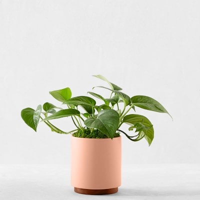 Leon &amp; George Jade Pothos Potted Plant, Small, Pink - Image 0