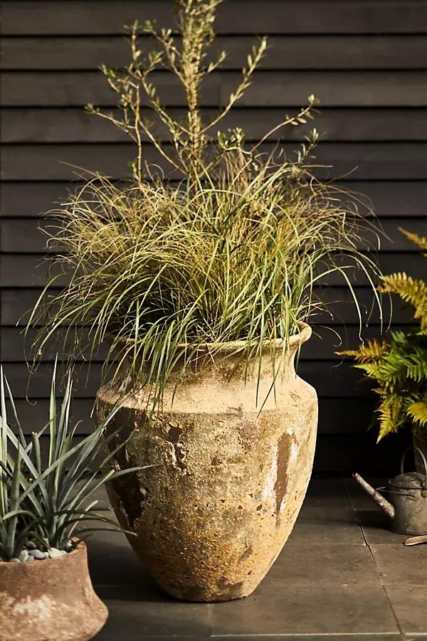 Barnacle Skorpio Planter - Image 0