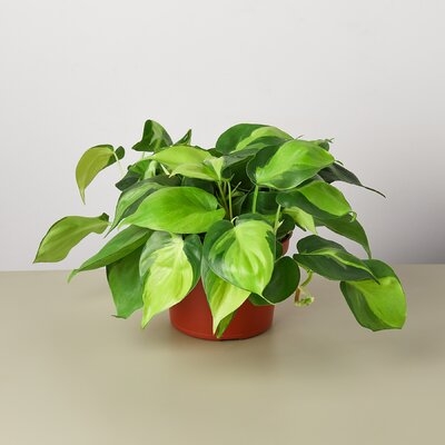 Philodendron Hederaceum 'Brasil' - 6" Pot - Image 0