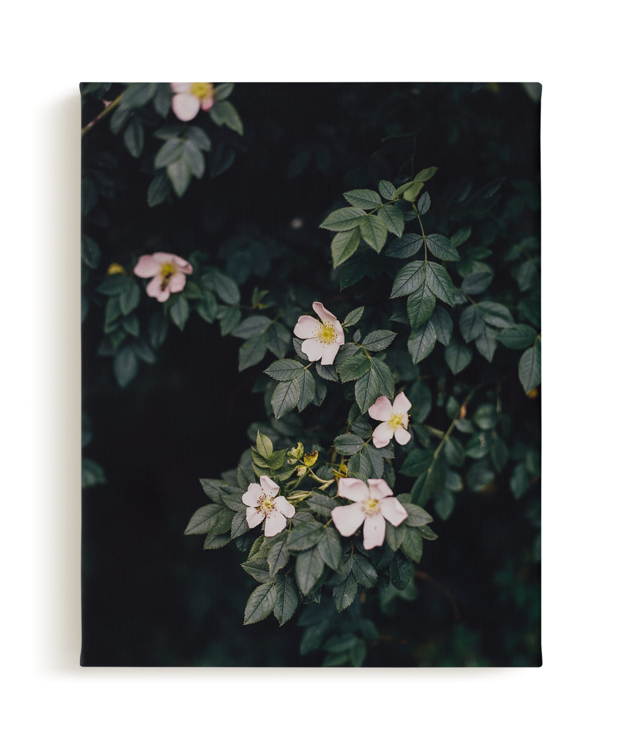 Moody White Roses Art Print - Image 0