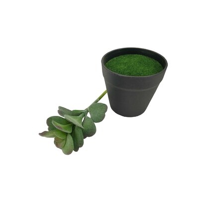 Primrue® 3.5 X 3.5 X 7" Diameter Black Planter With Succulent Desert Rose (Adenium Obesum) Last Forever Artificial Green Turf Moss AB5AC5202322453B8F6A4C6E20053B23 - Image 0