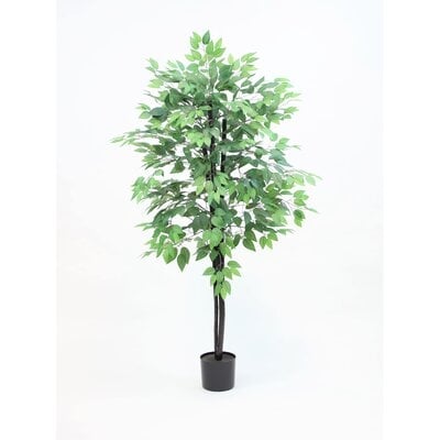 Ficus Tree - 64 Inches - Image 0