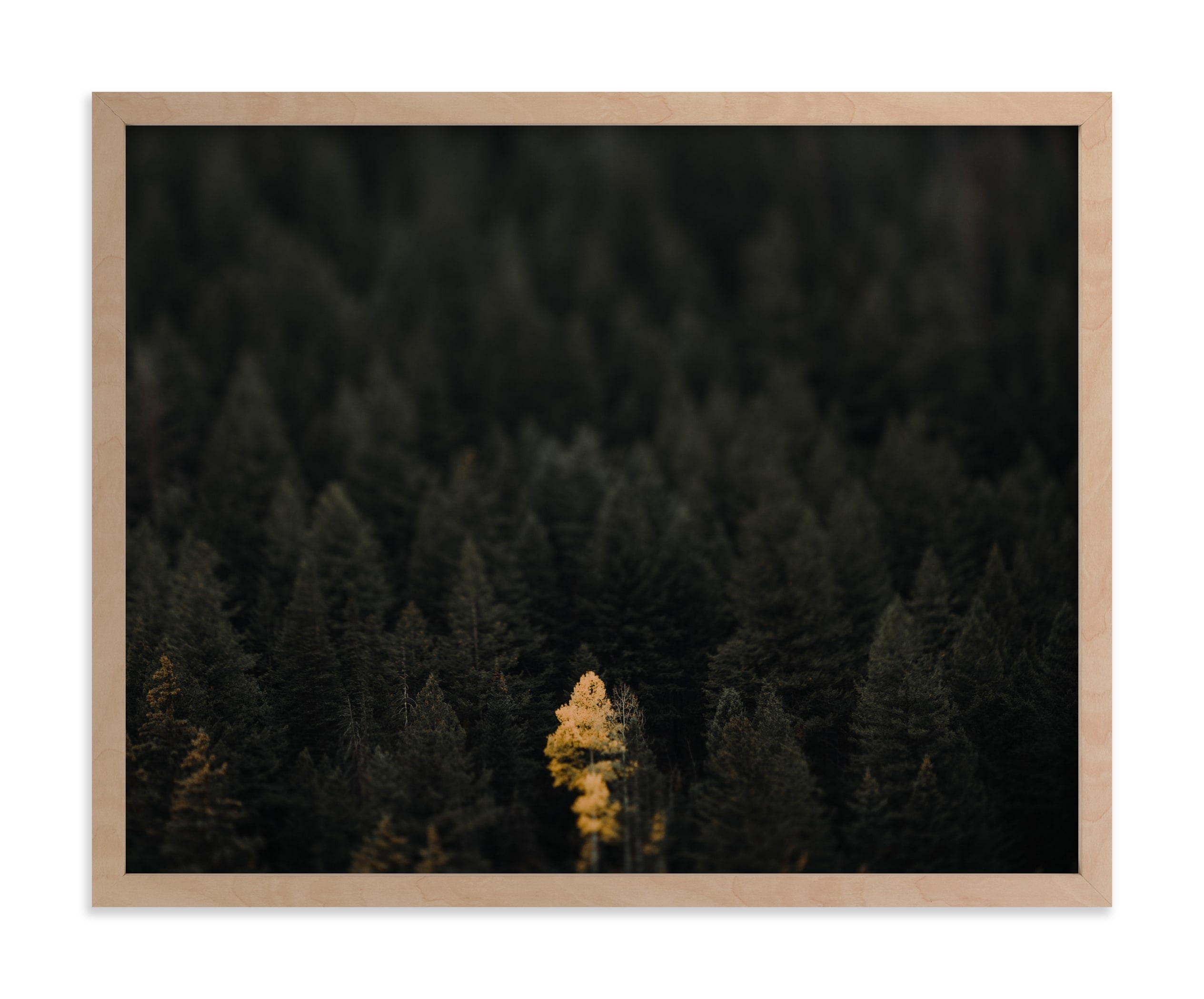 The Lone Wolf Limited Edition Fine Art Print 1 - Image 0