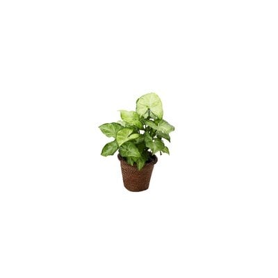 16" Live Foliage Plant in Pot - Image 0