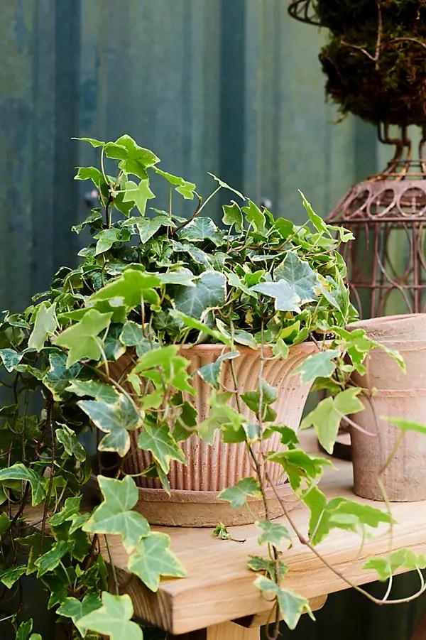 Daisy Terracotta Pot + Saucer Set - Image 0