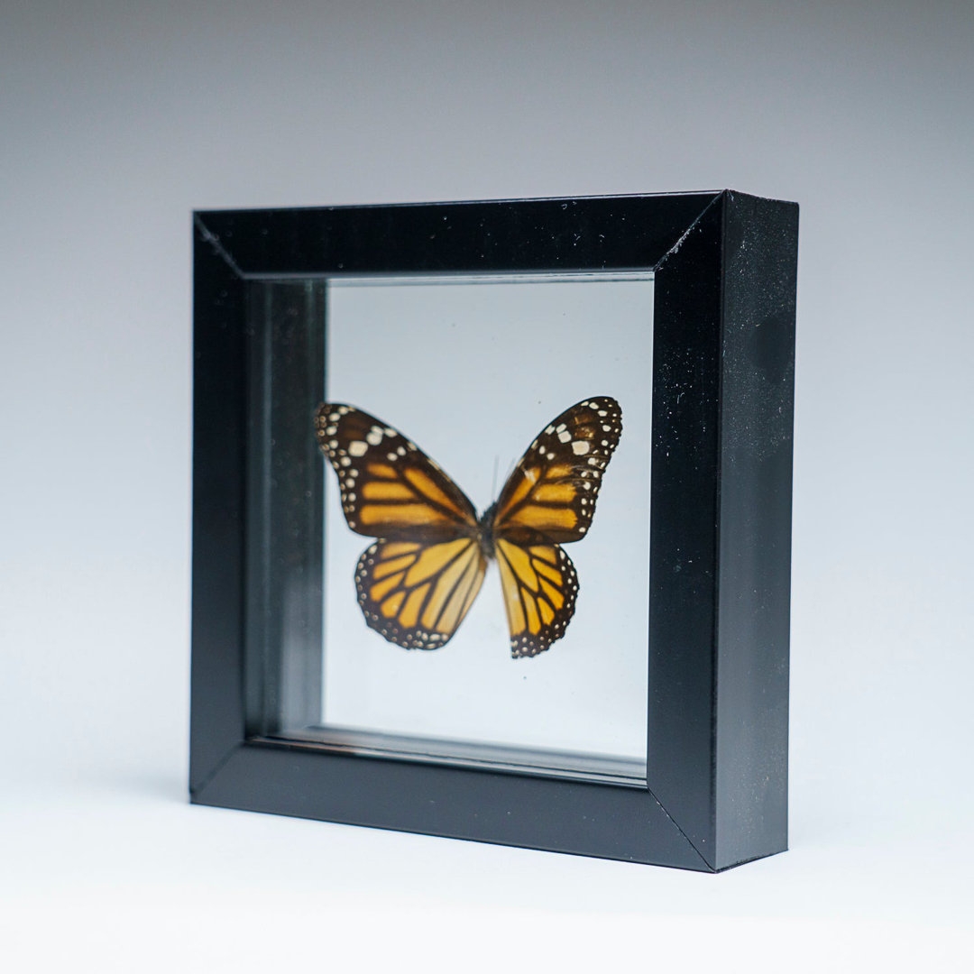 Astro Gallery of Gems Single Genuine Danaus Plexippus In Black Display Frame - Image 0