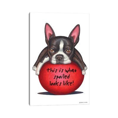 Boston Terrier Spoiled Looks Like by Danny Gordon - Wrapped Canvas Graphic Art Print - Image 0