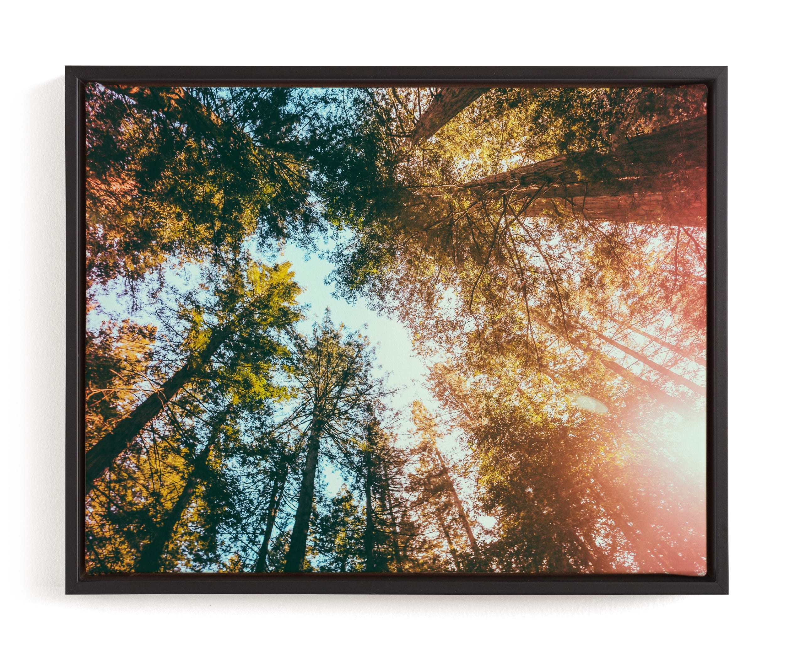 Redwoods Surround Me Limited Edition Fine Art Print 1 - Image 0