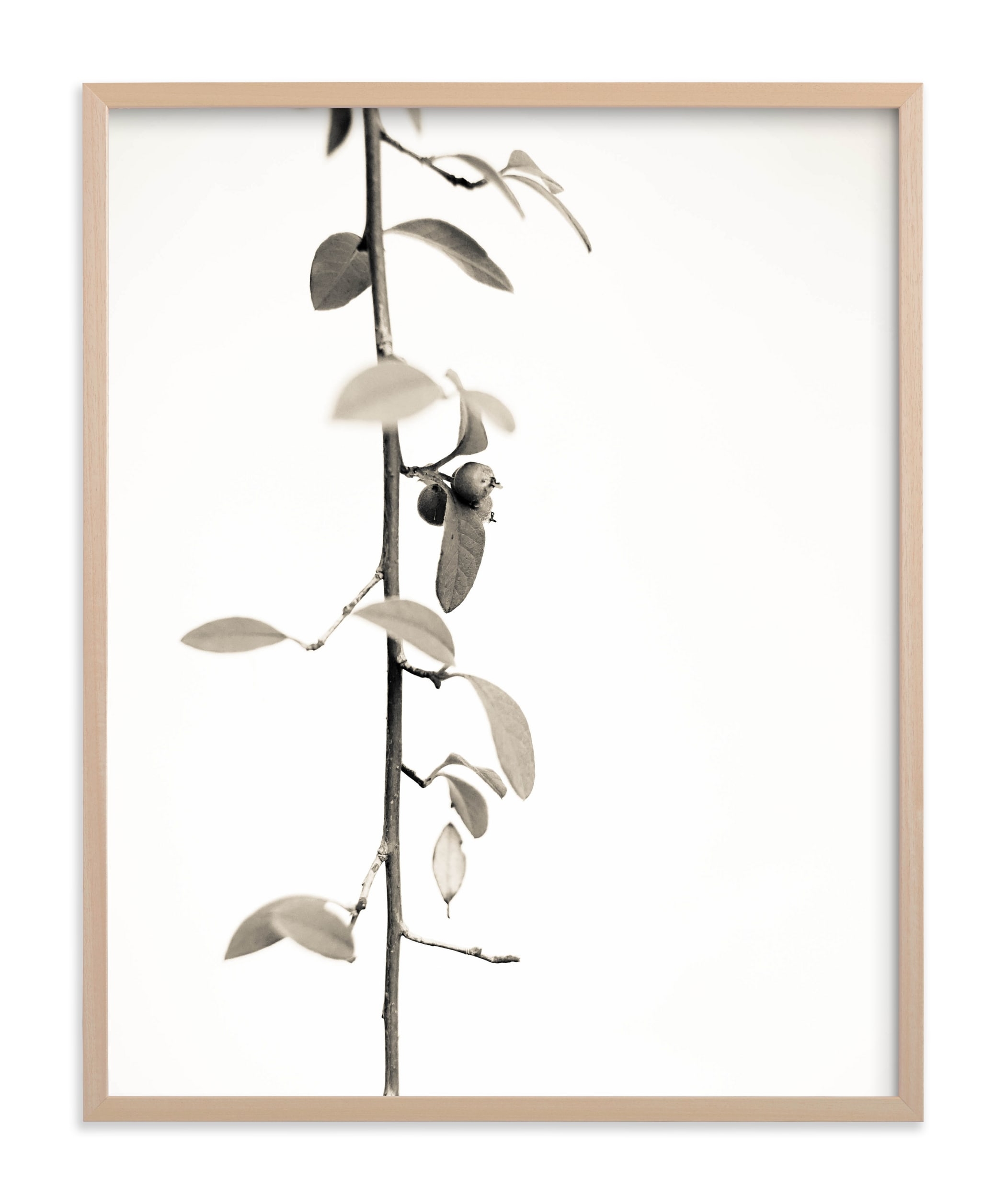 Berry Branch Limited Edition Art Print - Image 0