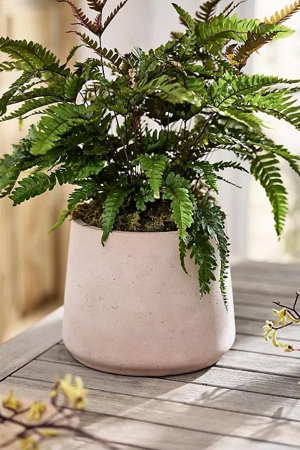 Sloped Side Cement Planter - Image 0