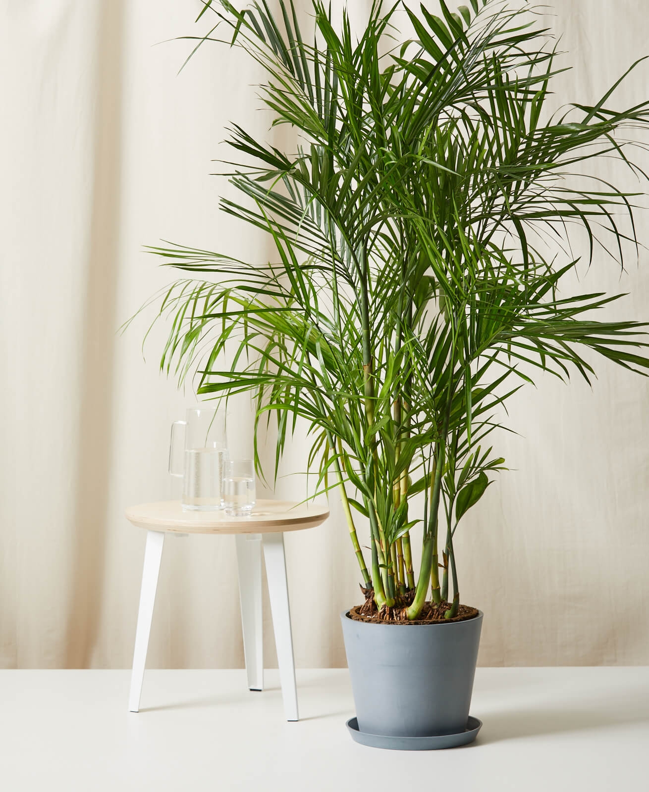 Real Bamboo Palm, Pot in Slate Color - Image 0