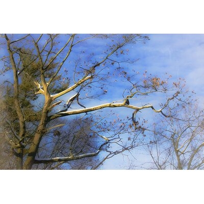 "Bare Tree in Blue Sky" by Hal Halli Photographic Print on Wrapped Canvas - Image 0
