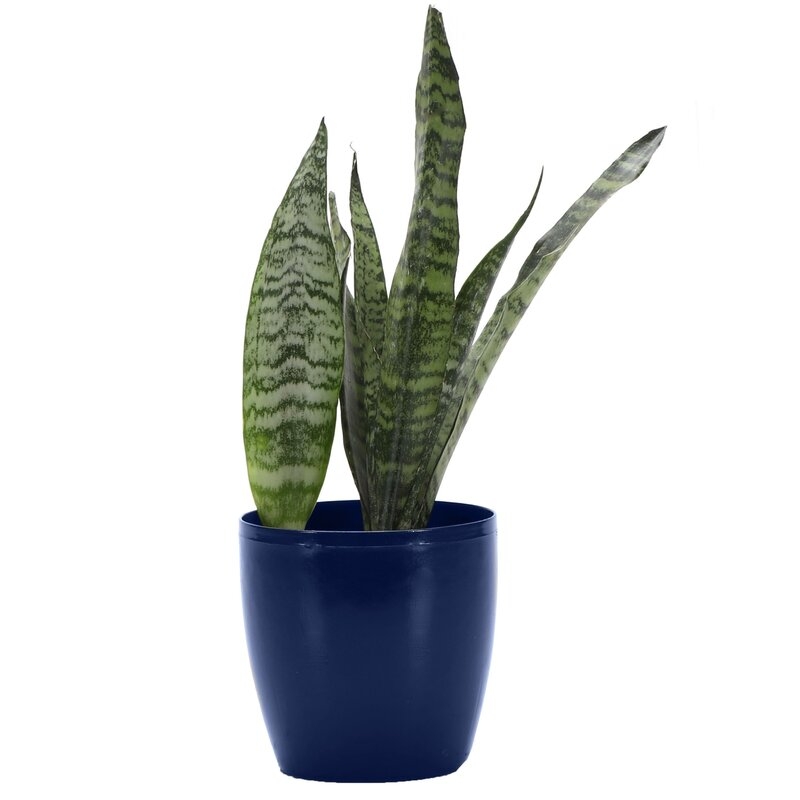 Thorsen's Greenhouse 8" Live Snake Plant in Pot Base Color: Iris - Image 0
