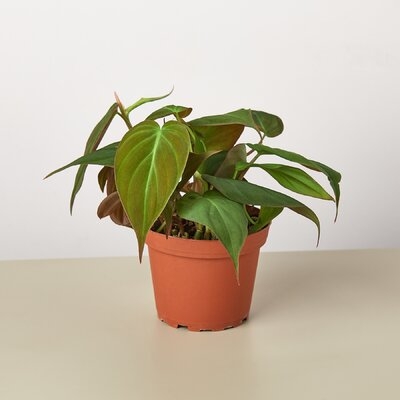 Philodendron 'Velvet' - 4" Pot - Image 0