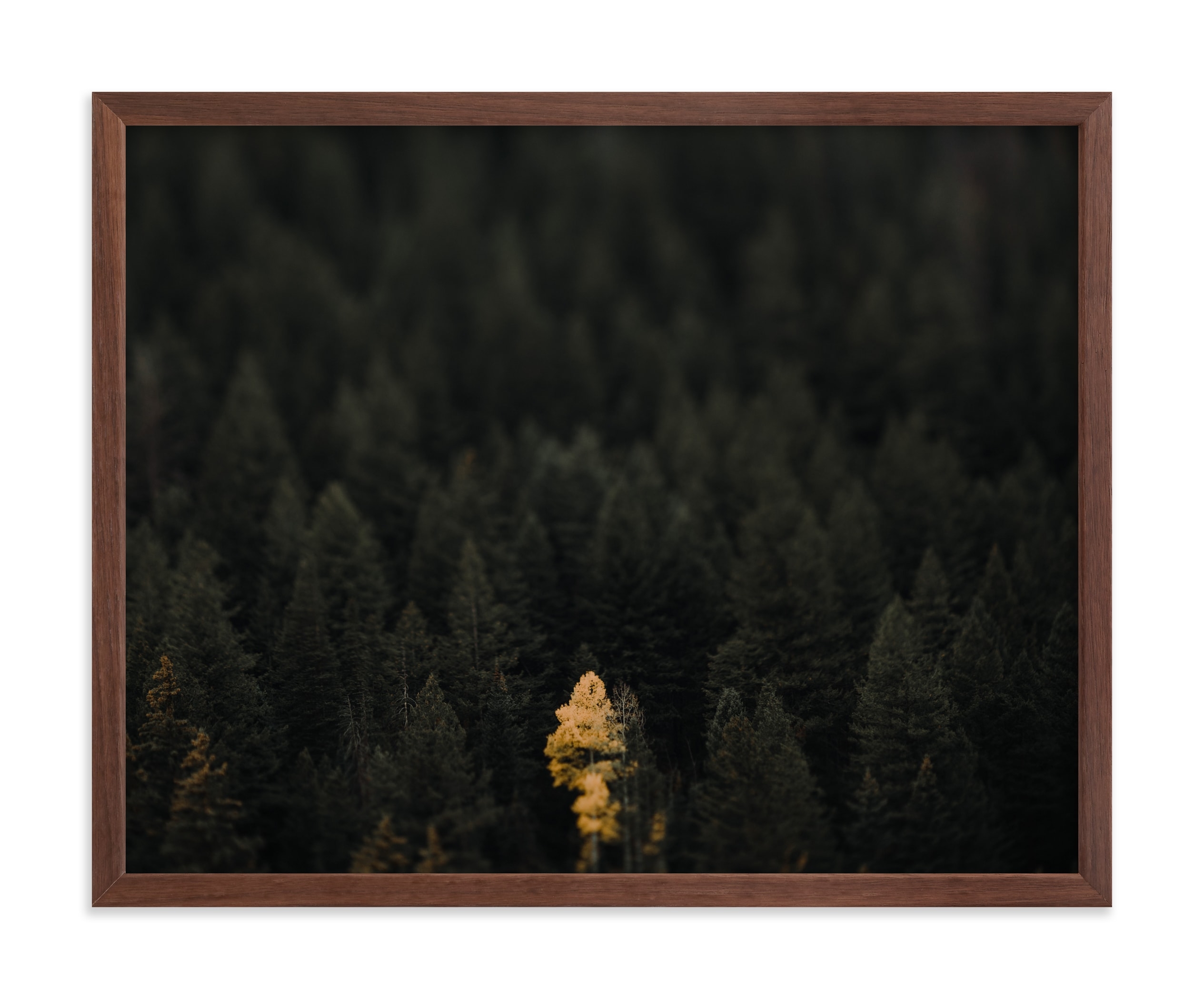 The Lone Wolf Limited Edition Fine Art Print 1 - Image 0