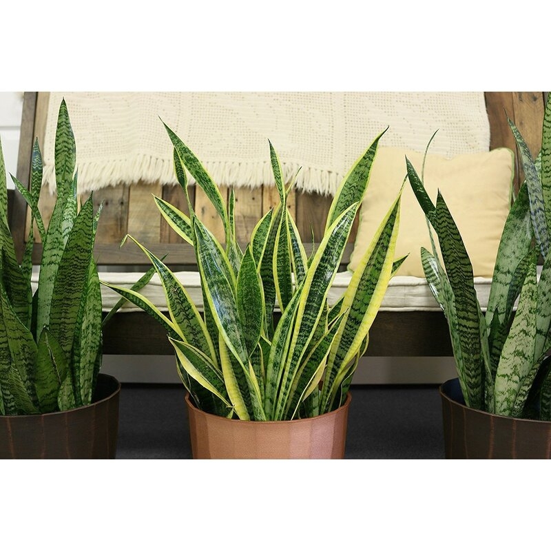Costa Farms Low Maintenance 24'' Snake Plant Floor Plant in a Wicker / Rattan Basket with Air Purifying Qualities for Outdoor Use - Image 3