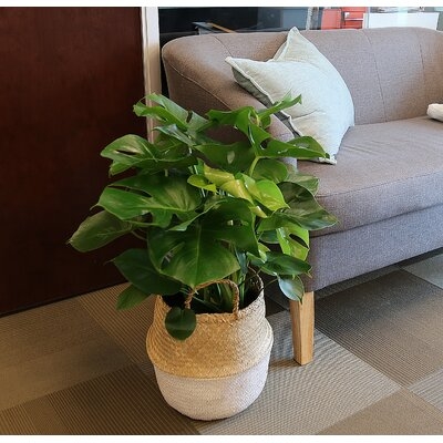 28'' Live Philodendron Plant in Basket - Image 0