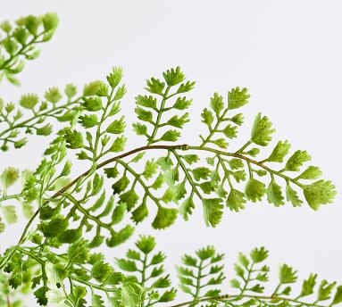 Faux Potted Maidenhair Fern, 16"H - Image 1