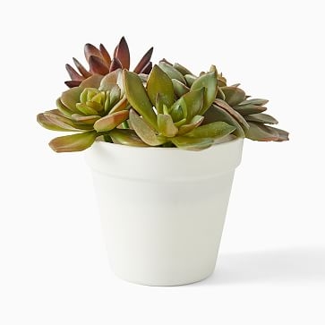 Faux Potted Tabletop Succulent - Image 1