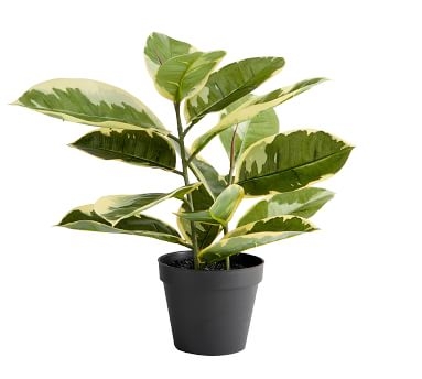 Faux Potted Houseplant, Rubber Tree - Image 2