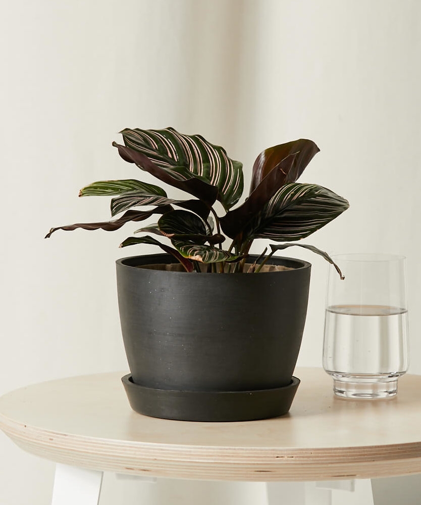 Calathea Pinstripe, Charcoal Pot - Image 0