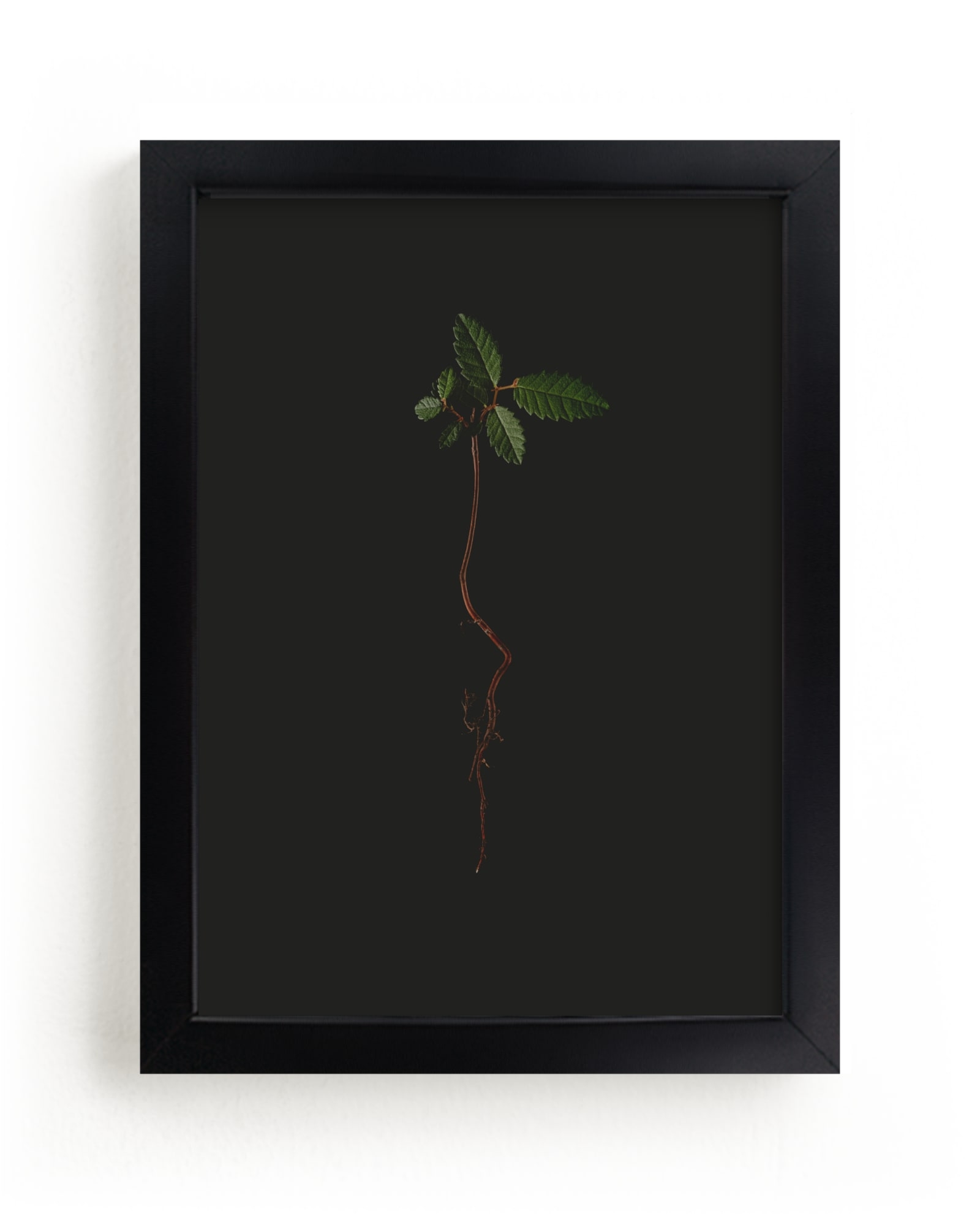 Seedling Elm I Limited Edition Fine Art Print 2 - Image 0
