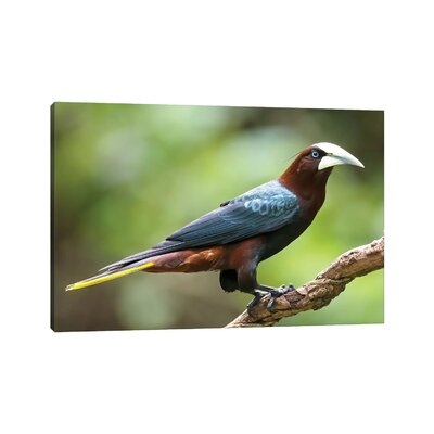 Chestnut Headed Oropendola Showing Off by - Wrapped Canvas - Image 0