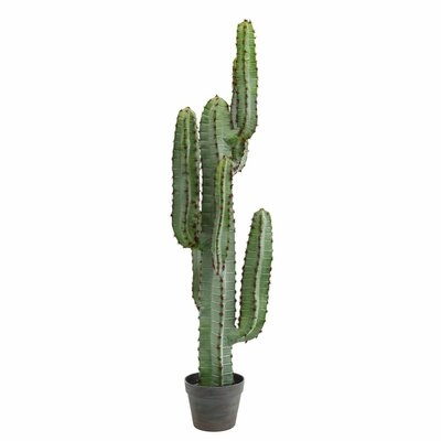 Cactus Plant in Pot - Image 0