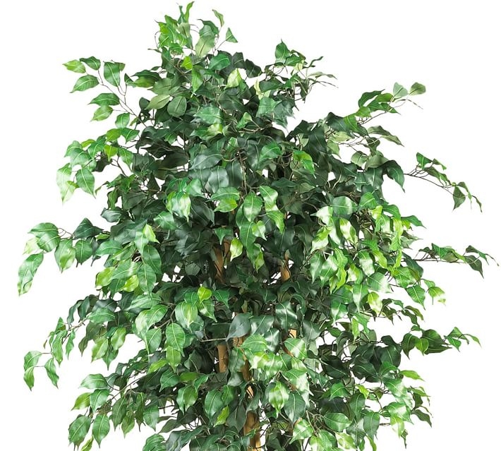 Faux Potted Palace Style Ficus Tree, 6' - Image 1