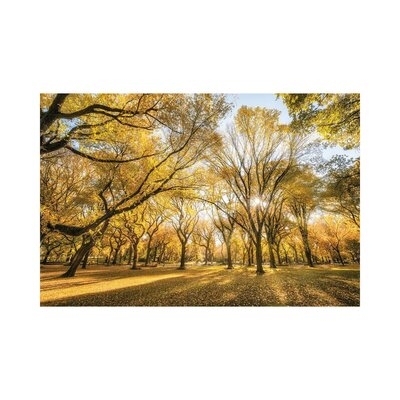American Elm Trees In Autumn Season, Central Park, New York City, USA - Wrapped Canvas Print - Image 0