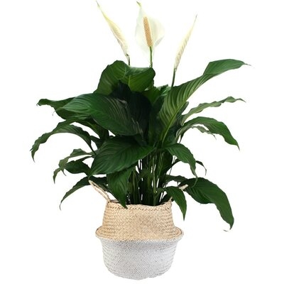 32" Live Peace Lily Plant in Basket - Image 0