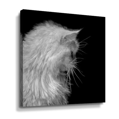 Maine Coon Cat Gallery Wrapped - Image 0