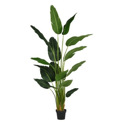 Bird Paradise Plant in Pot Liner - Image 0