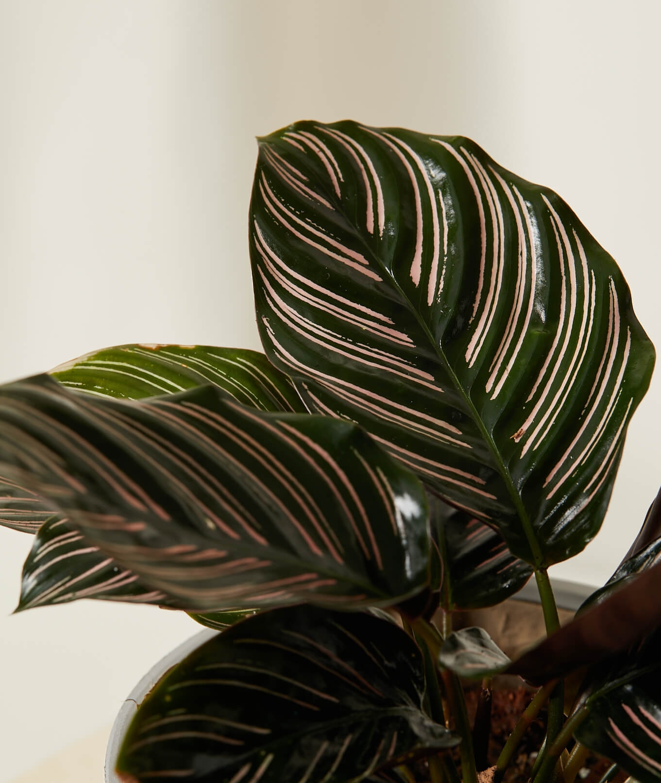 Calathea Pinstripe, Charcoal Pot - Image 1