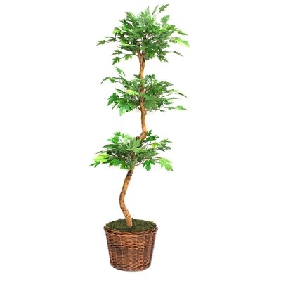 Green Maple Tree in Basket - Image 0