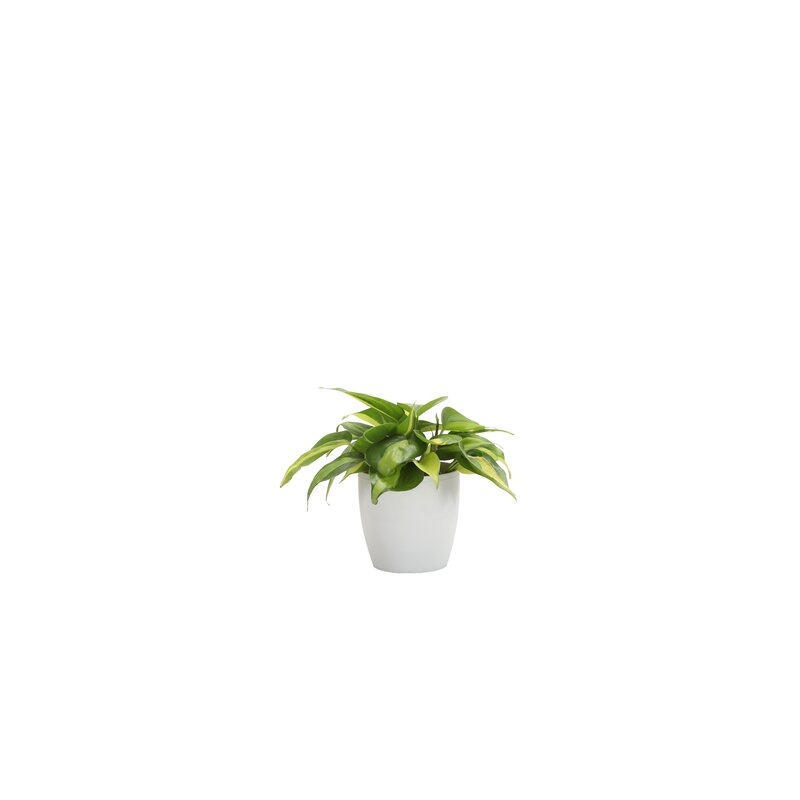 Thorsen's Greenhouse Live Brazil Philodendron Plant in Classic Pot - Image 0