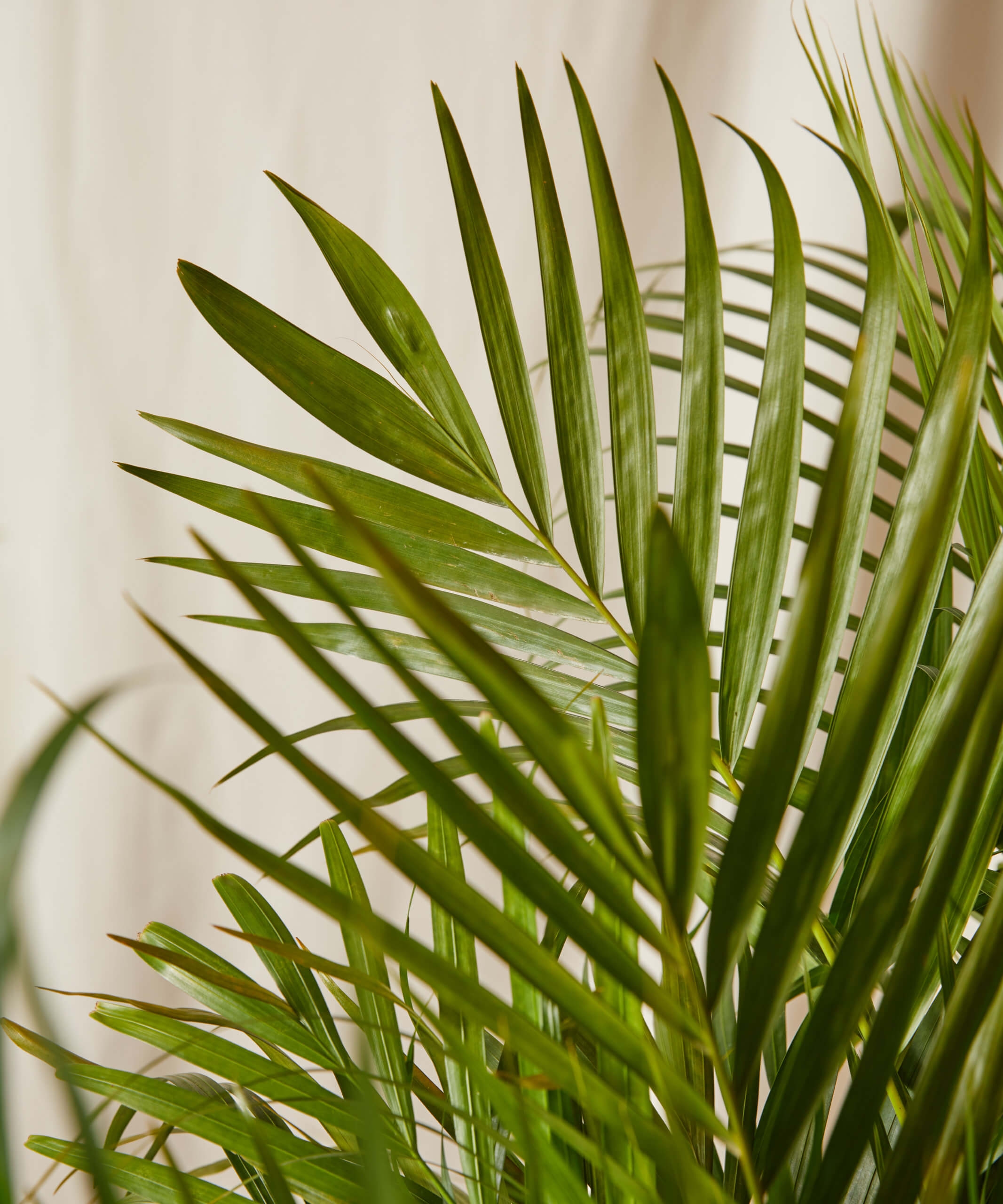Areca Palm -  Indigo - Image 1