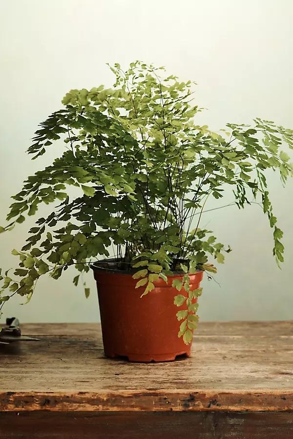 Maidenhair Fern - Image 0