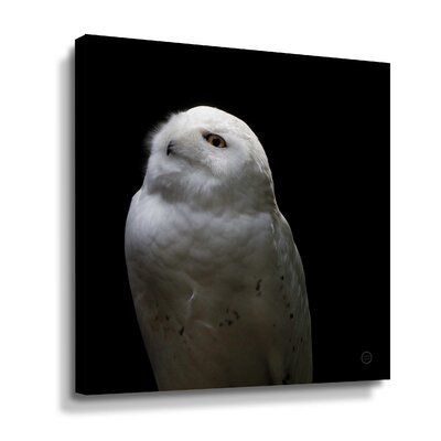 Snowy Owl Looks To The Sun Gallery Wrapped-2lar001 - Image 0