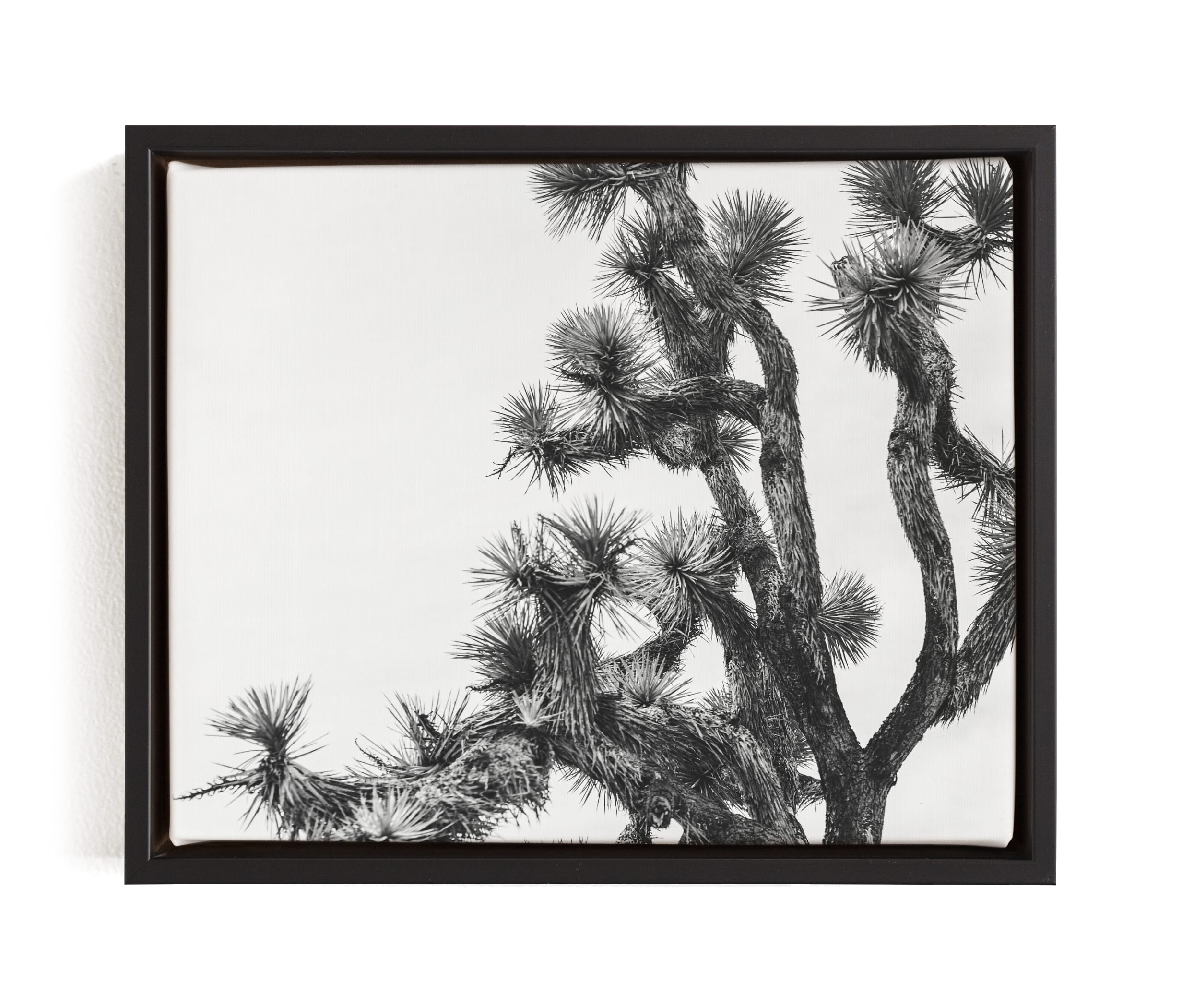 Joshua Tree In September Limited Edition Fine Art Print 1 - Image 0