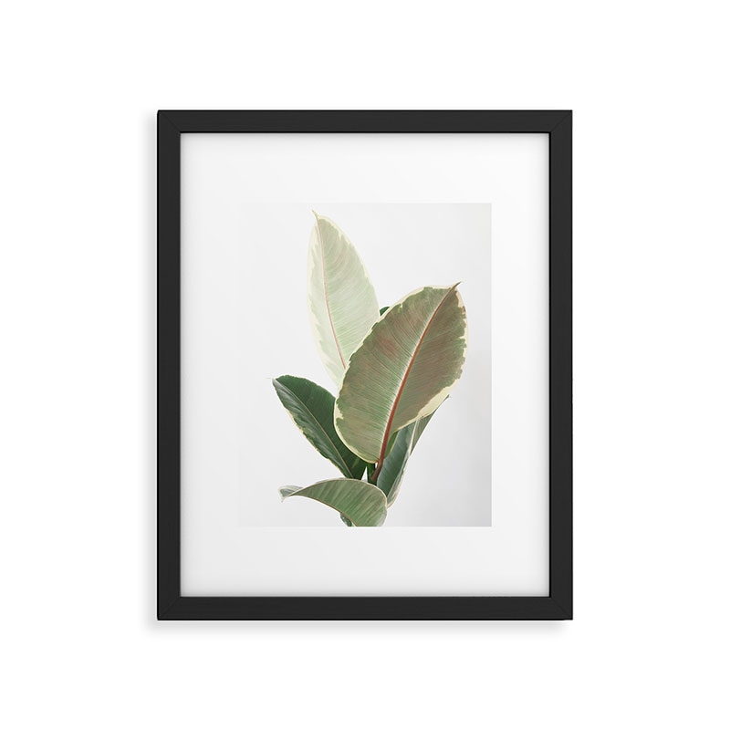 Ficus Tineke by Cassia Beck - Modern Framed Art Print, Black, 11" x 14" - Image 0