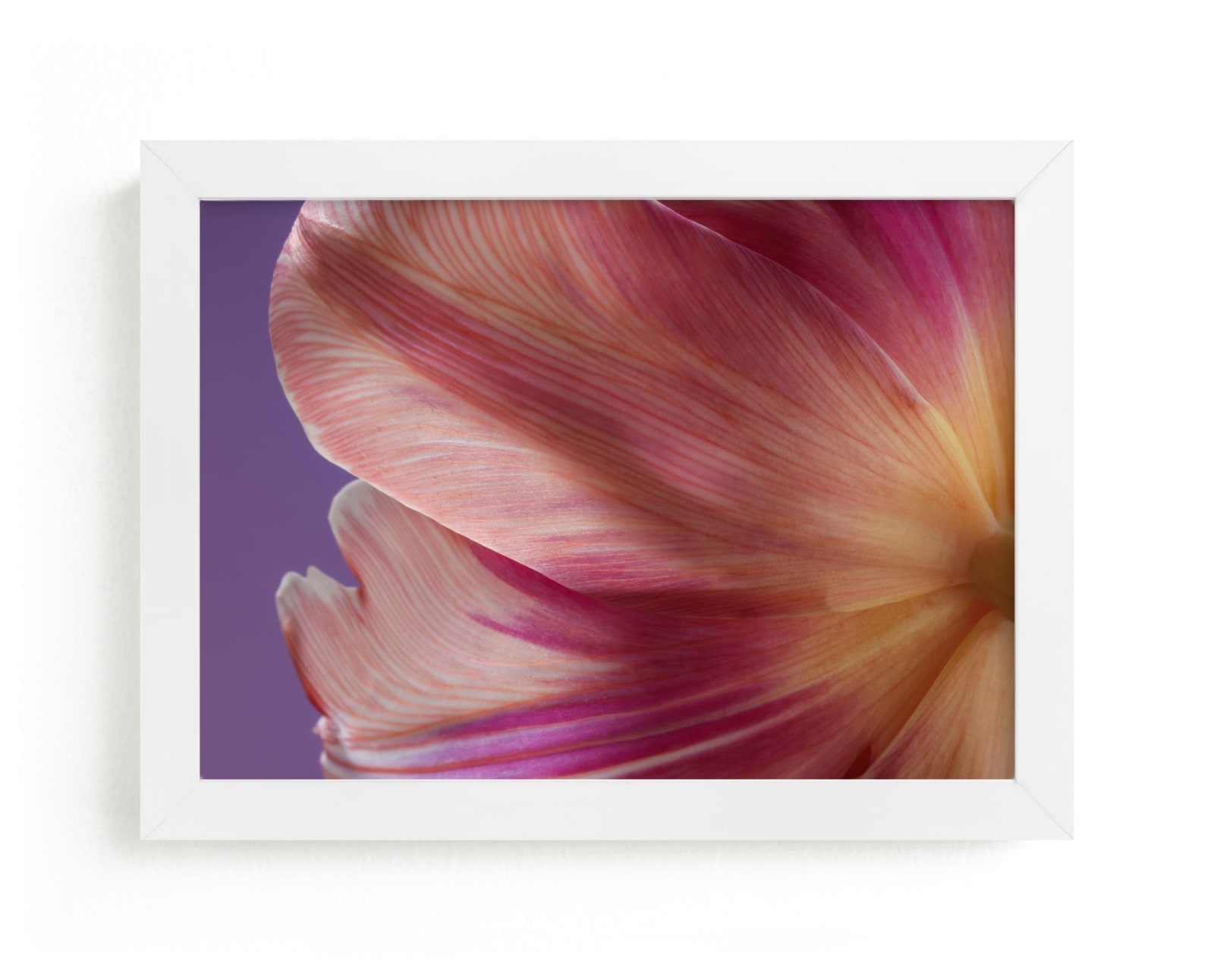 Parrot Tulip Limited Edition Fine Art Print 2 - Image 0