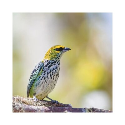Speckled Tanager In Speckled Background by - Wrapped Canvas - Image 0