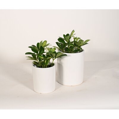 Live Plant Umbrella Plant With Ceramic Planter Pots 5'' Sky Blue/6'' White - Image 0