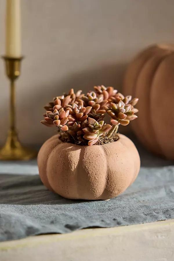 Terracotta Pumpkin Planter, Mini - Image 0