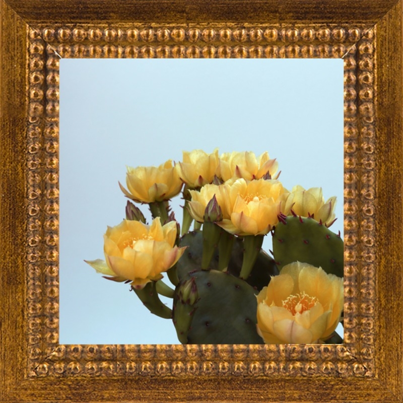 Prickly Pear #3 by Alicia Bock for Artfully Walls - Image 0