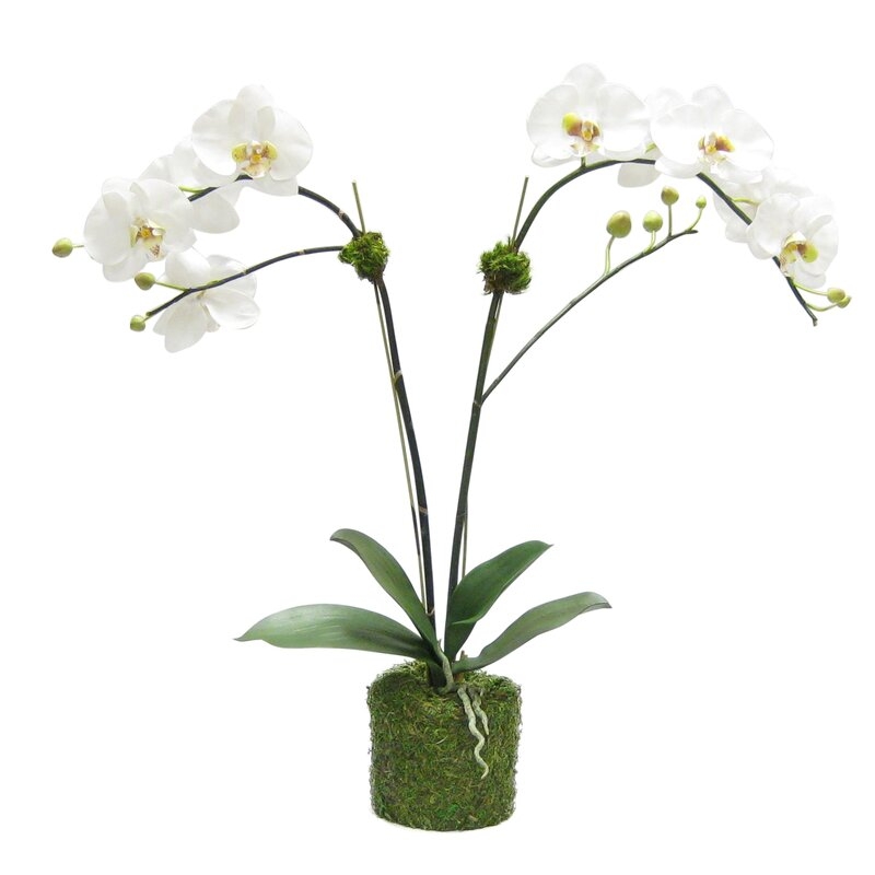Bougainvillea Artificial Double Phalaenopsis Orchid Centerpiece in Pot Flower Color: White/Green - Image 0
